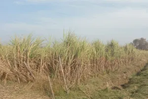 गन्ना माफियों को मिल रहा संरक्षण, किसानों हो रहें बेबश,औने पौने दामों में बेचने को मजबूर