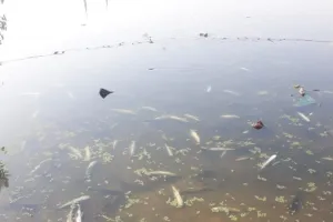 तालाब में डाला जहर कई कुंतल मछलियों की मौत