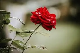 संजीव-नी। फूलों से दो पल,मुस्कुराना सीख लेते है।