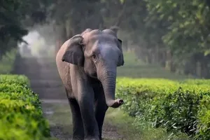 असम में हाथी के हमले में दो वन रक्षकों सहित तीन की मौत