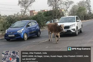 उन्नाव की सड़कों पर आवारा गौवंशों का लगातार जारी आतंक, जिम्मेदार मौन