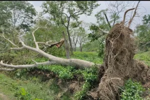 तूफान और ओलावृष्टि से दुल्लभछड़ा के विष्णु चाय उद्योग को कई लाख रुपये का नुकसान। 