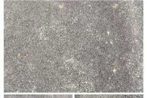 संसरीपुर पैकोलिया मार्ग भ्रष्टाचार की भेंट चढ़ गई अधिकारियों को शिकायत के बाद भी नहीं हुई जांच। ग्रामीण