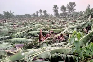 रेमल तूफान ने मचाई तबाही, किसान हो गए बर्बाद