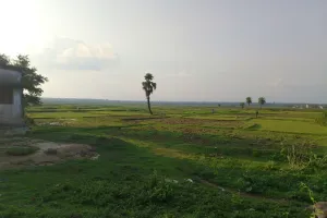 पाकुड़िया में मानसूनी वर्षा के बिना कृषि कार्य बाधित