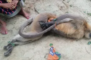 विद्युत प्रवाहित 11 केवी हाई टेंशन लाइन की चपेट में आने से लंगूर की मौके पर ही मौत