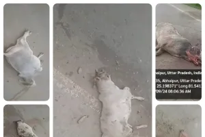 पांच गौ माता की सड़क दुर्घटना में दर्दनाक मौत ।