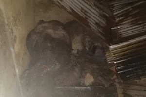 अज्ञात कारणों से झुलसी दो दुधारू भैस हतप्रद हुआ पशु स्वामी