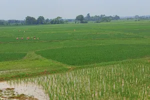 विगत दो वर्षों के बाद इस साल खरीफ फसल अच्छी होने की है सम्भावना: कृषक मित्र