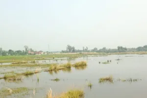  बाढ से सौ एकड़ फसल नष्ट, नहीं मिला मुआवजा, आक्रोश