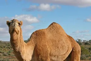 ऊंट की संख्या कम होने के कगार पर राजस्थान का जहाज कहां जाने वाला 