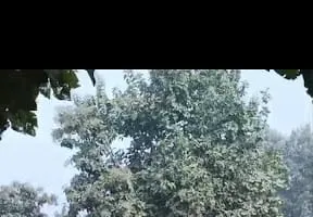 बिना परमिट के सागौन के बाग की चल रही कटान की सूचना पर पहुंची वन विभाग की टीम 