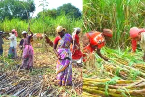 बिहार : गन्ना किसानों की अच्छी खबर, सरकार ने ₹10 प्रति क्विंटल की बढ़ोतरी