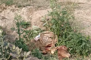 गौशाला में तड़प-तड़पकर हो रही गोवंशों की मौत, जानवर नोंच रहे शरीर के अंग