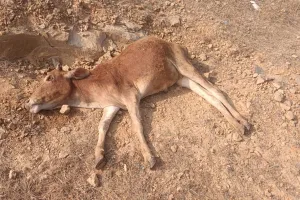 एक तरफ सरकार पशुओं को सुरक्षित रखने के लिए गौशाला आवंटित कर रही है वही दूसरी तरफ गौशाला में भी पशु नहीं है सुरक्षित