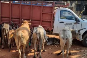 एक पिकअप वाहन में सात राशि गौवंश बैल बरामद।  