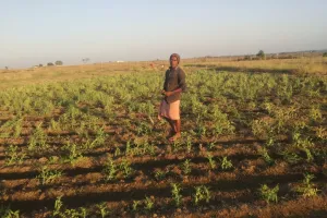 बंजर भूमि को उपजाऊ बना रहे युवा किसान लोचन मंडल, कृषि से रच रहे सफलता की नई कहानी