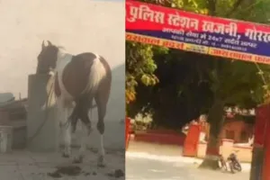  खजनी में अनोखी घटना: बारात से घोड़ी 'फुर्र', सोशल मीडिया ने 12 घंटे में ढूंढ निकाला