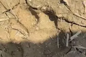 बाघ ने किया मवेशी का शिकार, पिंजरे से एक किमी दूर मिले पैरों के निशान, वन विभाग के ख़िलाफ़ ग्रामीणों में आक्रोश  