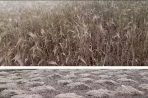 बारिश की बूंदों ने किसानों की उड़ाई नींद, तीन दिन मौसम खराब होने की आशंका.