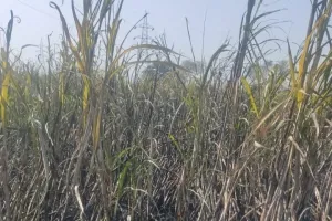 बिजली के तारो से निकली चिनगारी से चार किसानो का जला गन्ना।