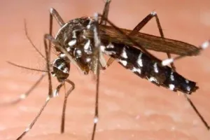 मच्छरों का आतंक: स्वास्थ्य विभाग की उदासीनता से बीमार पड़ रहे लोग