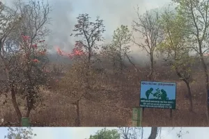 फ़ॉसिल्स पार्क सलखन में दूसरी बार आग की घटना से चौकन्ना हुआ वन विभाग
