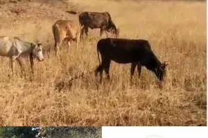 दबंगों  ने  पशुओं से चराया खड़ी  फसल, दिया फर्जी केश में फँसाने की धमकी