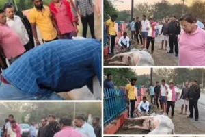 ओबरा गांधी मैदान में दर्दनाक हादसा रेलिंग में फंसे सांड को नागरिकों, समाजसेवियों और प्रशासन ने किया  बचाव व उपचार