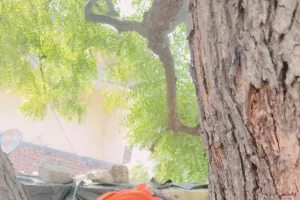 विकासार्थ विद्यार्थी का सकोरा अभियान ओबरा में पक्षियों के लिए लगाए जलपात्र