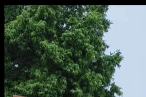 सोनभद्र के ओबरा में आबादी के बीच इंडियन गैस गोदाम बड़ा खतरा, किसकी शह पर चल रहा गोदाम