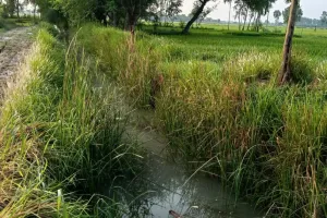 अल्पिका की सफाई न होने से टेल तक नहीं पहुंच रहा पानी किसान परेशान 