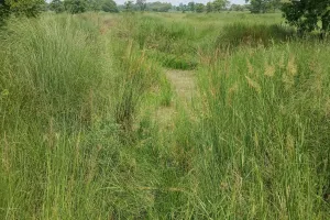 मनरेगा मजदूरों की फर्जी हाजिरी पर चुप्पी साधे सचिव प्रमोद कुमार