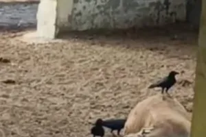 गौवंशों की मौत व कौओं से नोचवाने तक पहुँचा ग्राम पंचायत कोइलपुरा का भ्रष्टाचार