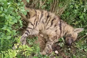 निगाई में जंगल किनारे मिला जंगली जानवर का शव  , लोग हैरान