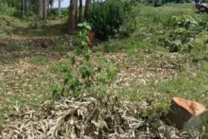 नहर किनारे से गायब हुए 20 यूकेलिप्टस पेड़, चोरी की आशंका 