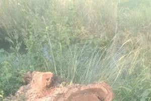 पेड़ कटान पर वन विभाग की चुप्पी, पर्यावरण पर संकट