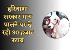 Haryana: हरियाणा सरकार गाय पालने पर दे रही 30 हजार रुपये, ऐसे उठाएं लाभ 