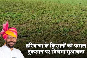 Haryana: हरियाणा के किसानों को फसल नुकसान पर मिलेगा मुआवजा, यहां करें आवेदन