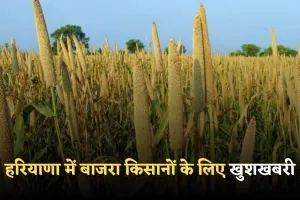 Haryana: हरियाणा में बाजरा किसानों के लिए खुशखबरी! सरकार ने किया ये ऐलान 