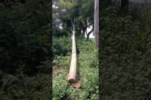  नहीं रुक रहा अवैध कटान का धंधा : पर्यावरण तबाह करके किसका विकास होगा