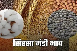 Sirsa Mandi Bhav: हरियाणा की सिरसा मंडी में फसलों के ताजा भाव हुए जारी, यहां देखें	