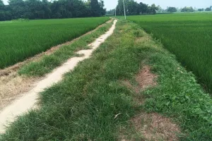 मनरेगा कार्य के नाम पर ग्राम प्रधान राम लगन सरकारी खजाने को खाली करने में जुटा