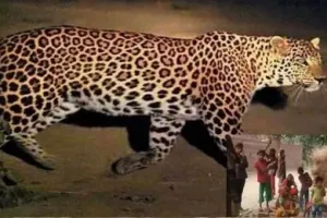 तेदुंआ के आतंक से परेशान ग्रामीणों ने डीएम से लगाई गुहार