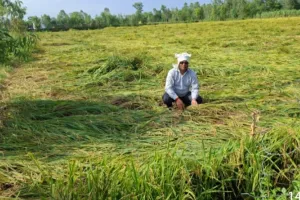 मूसलाधार हुई बरसात से धान की फसल हुई बर्बाद 