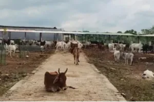 जब सरकारी गौशाला से मवेशी गायब, तो भरण-पोषण का पैसा कहां जा रहा?