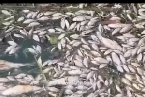 क्रेशर प्लांट के दूषित पानी से नहर तालाब में हजारों मछलियां तड़फड़ाकर मरी, ग्रामीणों में रोष