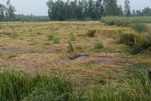 किसानों पर गिरी चारों तरफ से गाज कोई सुविधा नहीं गन्ना से लेकर धान की फसल हुई बर्बाद