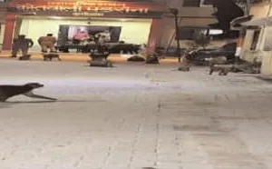 पडरौना कोतवाली में गोलबंद ललुआ बंदरो के आमद से दफ्तर छोड़ भागे पुलिस कर्मी 