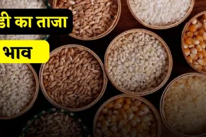 Mandi Bhav: हरियाणा की सिरसा मंडी में इस रेट पर बिकी फसलें, देखें सभी फसलों के नए दाम